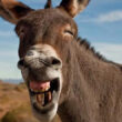 Burros, con perdón del animal. Diego Chiaramoni