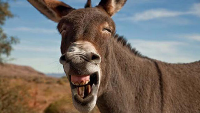Burros, con perdón del animal. Diego Chiaramoni