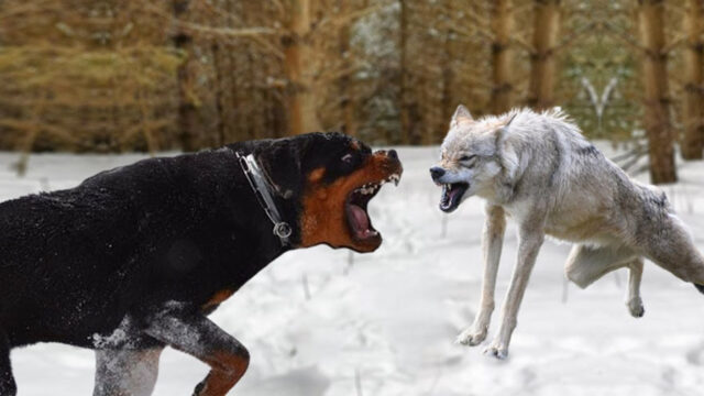 A carne de lobo, colmillo de perro. Aitor Vaz