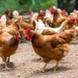 Las gallinas de Torrevieja. José Vicente Pascual