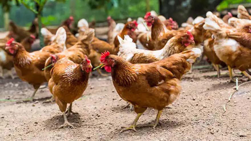 Las gallinas de Torrevieja. José Vicente Pascual