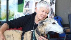 Gatos, helado de pistacho, galgos y alprazolam. José Vicente Pascual