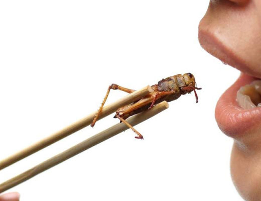 De comer insectos. Diego Fusaro