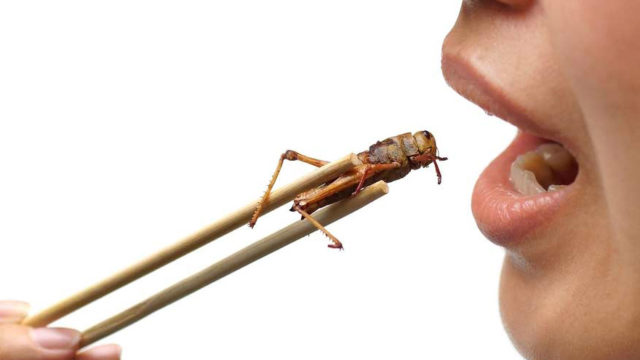 De comer insectos. Diego Fusaro