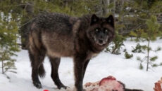 En peligro la supervivencia del lobo Ibérico: hibridaciones en Castilla y León. Isidro Borrego