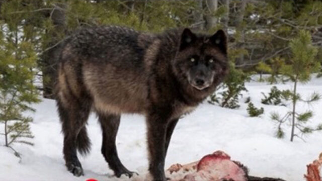 En peligro la supervivencia del lobo Ibérico: hibridaciones en Castilla y León. Isidro Borrego