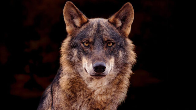 Ponencia sobre la incidencia y estatus del Lobo. Isidro borrego Navalón