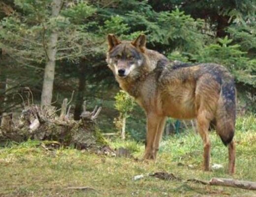 El impacto negativo de la introgresión genética en Canis lupus signatus. Isidro Borrego