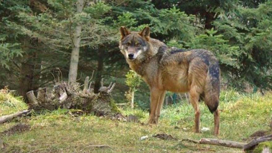 El impacto negativo de la introgresión genética en Canis lupus signatus. Isidro Borrego