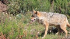 Pedagogía lobera, desmontando bulos. Isidro Borrego