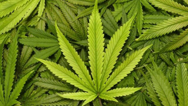 La hierba del vecino. Aitor Vaz