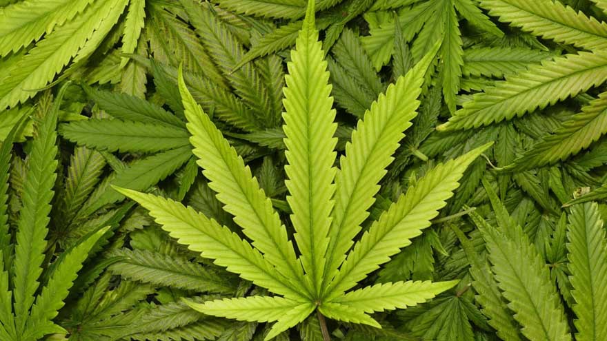 La hierba del vecino. Aitor Vaz