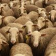 Cogito interruptus: la época que ha dejado de pensar. Diego Fusaro