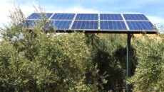 Moreno Bonilla S.A.: Las fotovoltaicas contra el olivar andaluz. Tatín Cortés