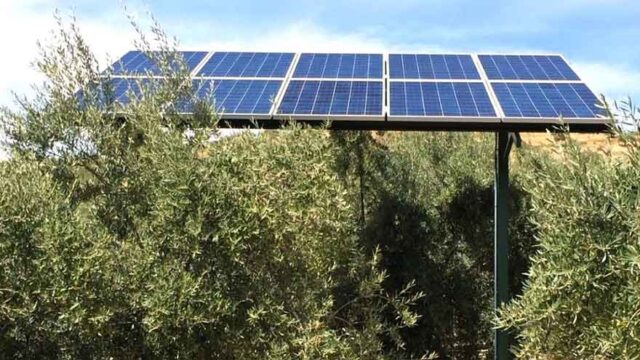 Moreno Bonilla S.A.: Las fotovoltaicas contra el olivar andaluz. Tatín Cortés